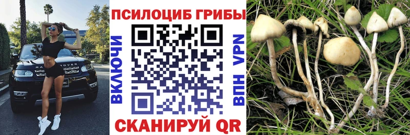 ОМГ ОМГ онион Ртищево Галлюциногенные грибы Psilocybe